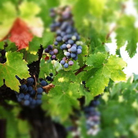 Churon Inn Winery テメキュラ エクステリア 写真